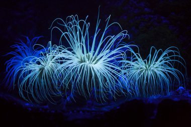 Silindir anemon (Cerianthus membranaceus)