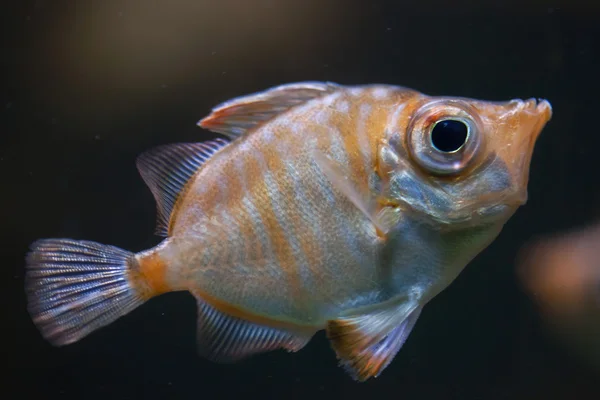 Borstenfische (Capros)) — Stockfoto