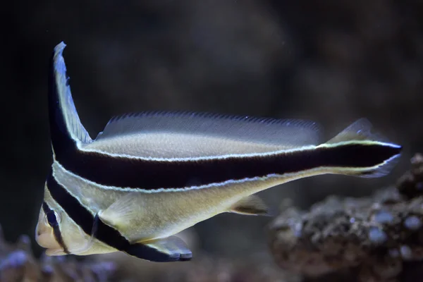 Jack-knifefish (Equetus lanceolatus) — Stok fotoğraf