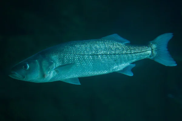 Thicklip grey mullet — Stock Photo, Image