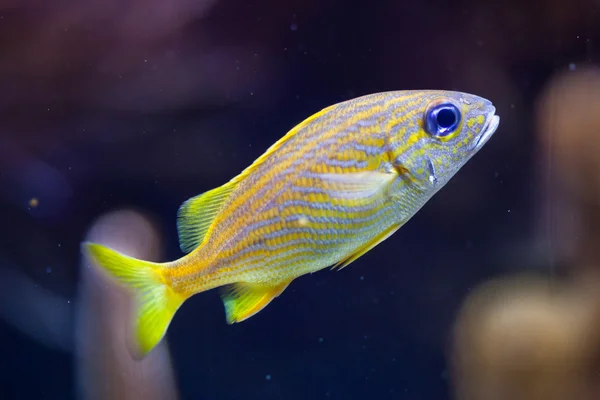 Gruñido francés (Haemulon flavolineatum ) —  Fotos de Stock