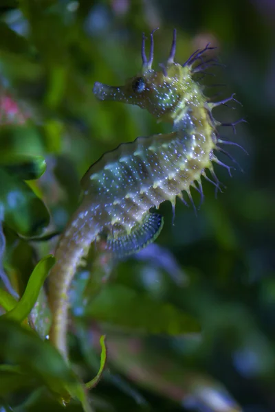 Long snouted seahorse — Stock Photo, Image