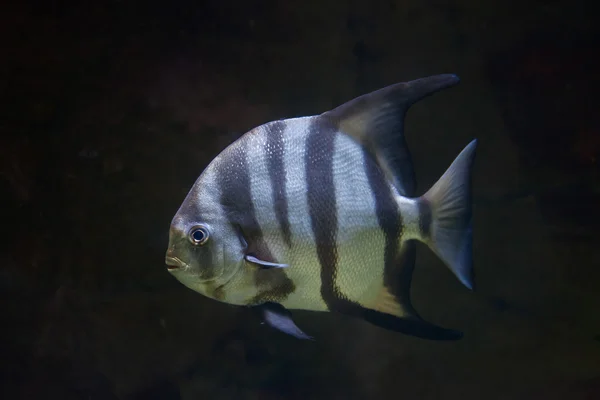 Північноатлантична spadefish (Chaetodipterus faber) — стокове фото