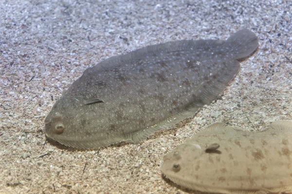 Senegalese soles (Solea senegalensis) — Stock Photo, Image