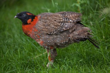 Satir Tragopan (Tragopan satyra)