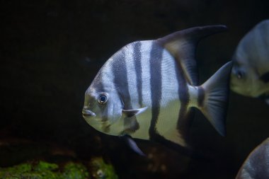 Atlantik spadefish (Chaetodipterus faber).