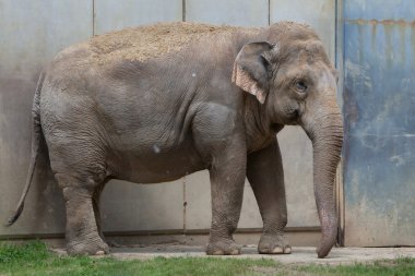 Hint fili (Elephas maximus indicus).