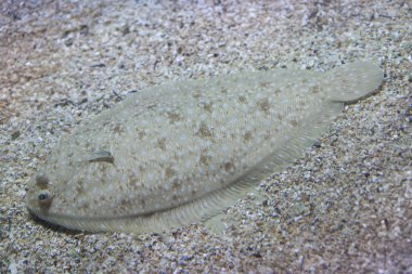 Senegalli sole (Solea senegalensis).