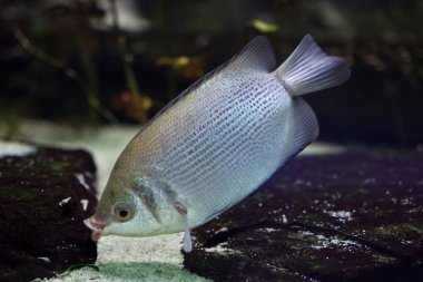 Öpüşen gurami (Helostoma temmincki)