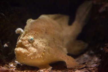 Çizgili frogfish (Antennarius striatus).