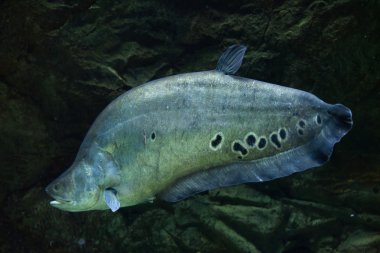 Palyaço knifefish (Chitala süslü)