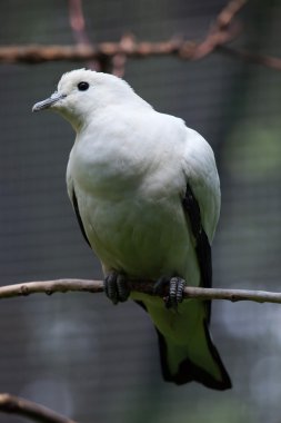 Alaca imparatorluk güvercin (Ducula bicolor). 