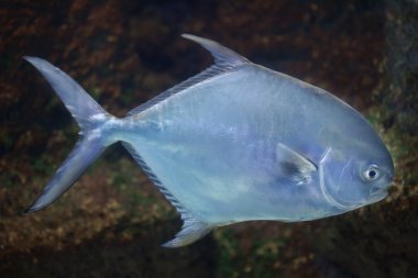 (Trachinotus falcatus izin).