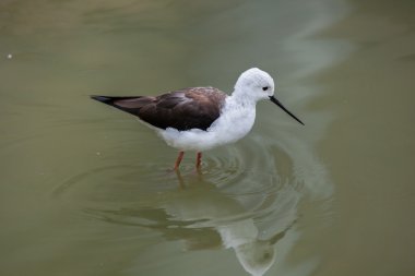 Siyah kanatlı stilt (Himantopus himantopus).