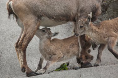 Alp dağ keçisi (Capra ibex dağ keçisi).