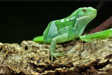 Fiji şeritli iguana (Brachylophus fasciatus).