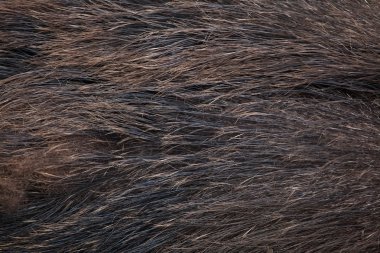Wild boar (Sus scrofa). Skin texture. clipart