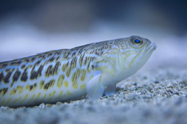 Büyük birliktebir (Trachinus draco).