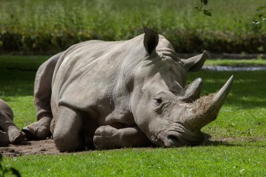 Dalmaçyalı Pelikan (pelecanus crispusDalmaçyalı Pelikan (pelecanus crispus). vahşi hayvan). 