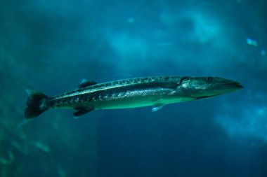 Büyük barracuda (Sphyraena barracuda).