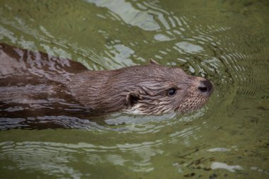 Eurasian otter (Lutra lutra lutra). clipart
