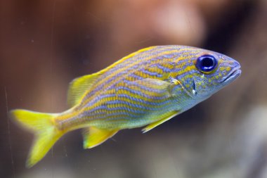 Fransız homurtu (Haemulon flavolineatum).