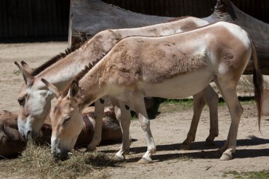 Farsça onagers (Equus hemionus onagers)