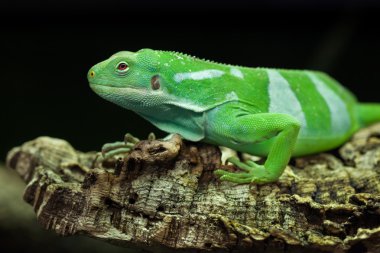 Fiji şeritli iguana (Brachylophus fasciatus).