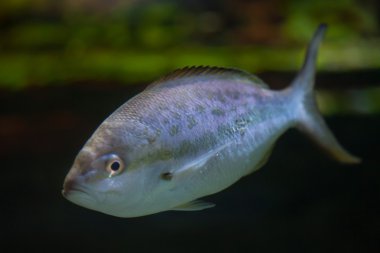 Palamut (Trachinotus ovatus).
