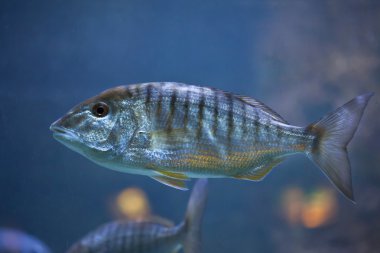 Kum steenbras (Lithognathus mormyrus).