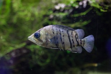 Endonezya tigerfish (Datnioides microlepis)