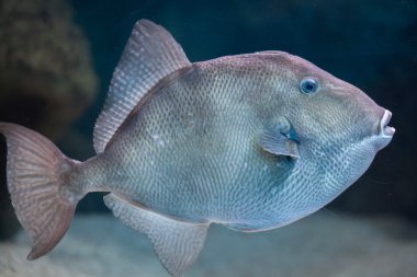 Gri triggerfish (Balistes capriscus). 
