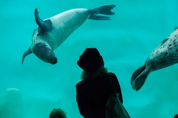 Bezoekers observeren als de grijze zeehonden — Stockfoto