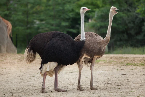 Strauß (struthio camelus)). — Stockfoto