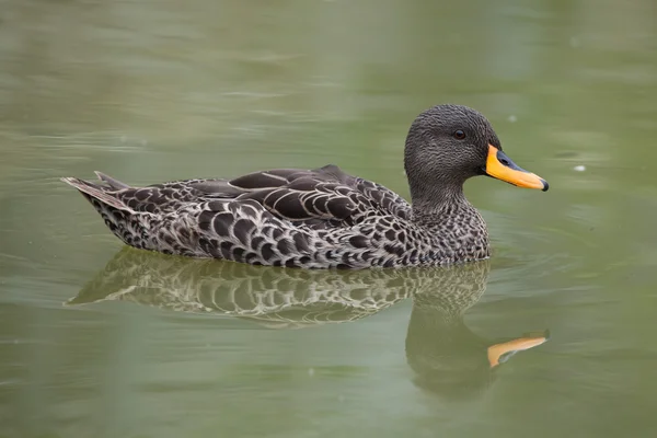 Kachna žlutozobá (Anas undulata). — Stock fotografie