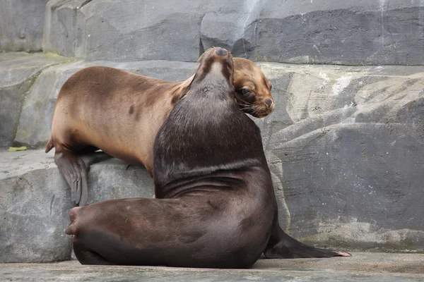 South American sea lions (Otaria flavescens). — Stock Photo, Image