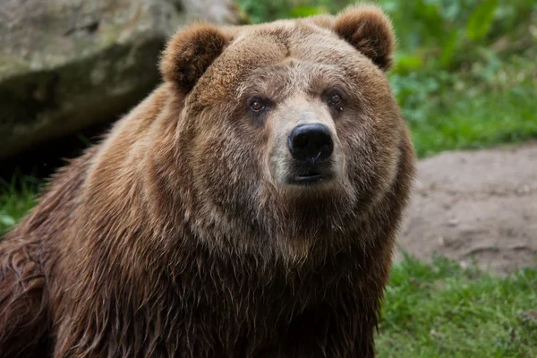 Vasteland grizzly (Ursus arctos horribilis). — Stockfoto