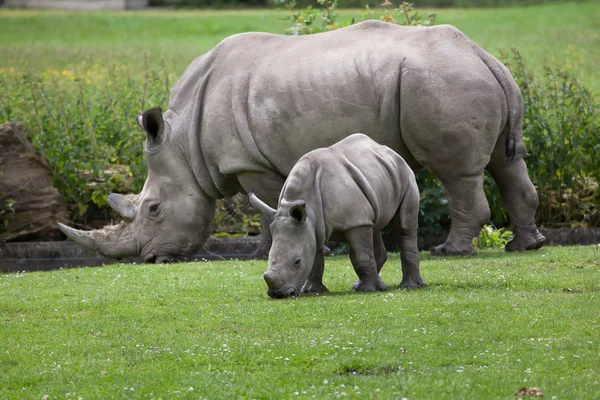 南方白犀牛(Ceratotherium simum simum)). — 图库照片