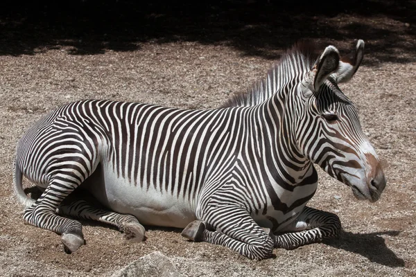 Cebra de Grevy (Equus grevyi ) —  Fotos de Stock