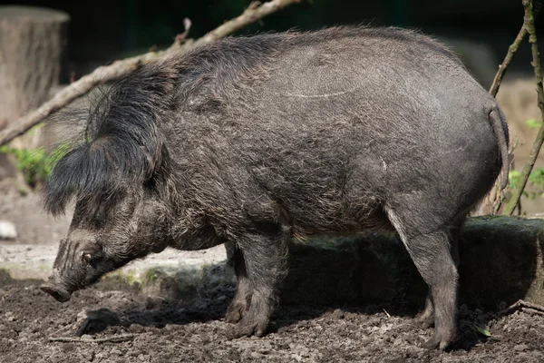 Visayan warty pig (Sus cebifrons). — Stock Photo, Image