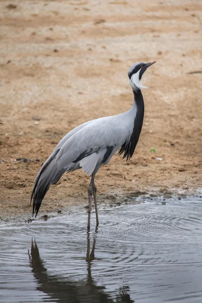 Jufferkraanvogel (anthropoides virgo). — Stockfoto