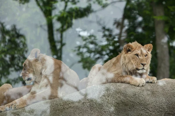 Leeuwin en jonge mannetjes leeuw — Stockfoto