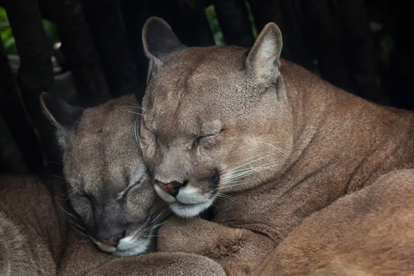 Puma cilena (Puma concolor ). — Foto Stock