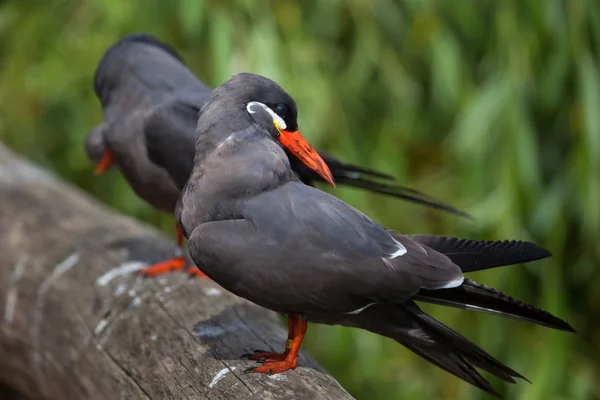 Inca tern (Larosterna inca)). — стокове фото