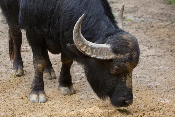 Búfalo de agua asiático (Bubalus bubalis ) — Foto de Stock