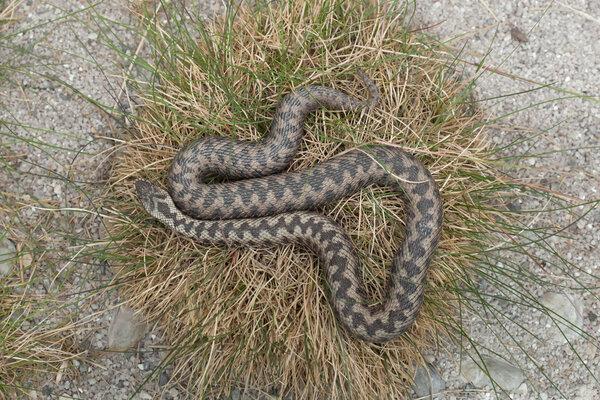 Европейская гадюка (Vipera berus)
).