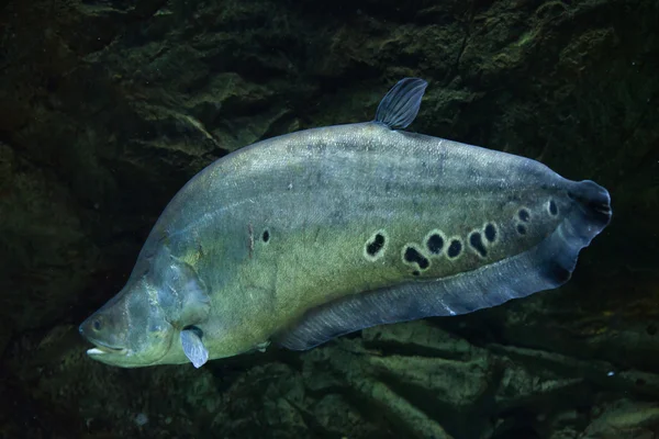 Palhaço knifefish (Chitala ornate ) — Fotografia de Stock