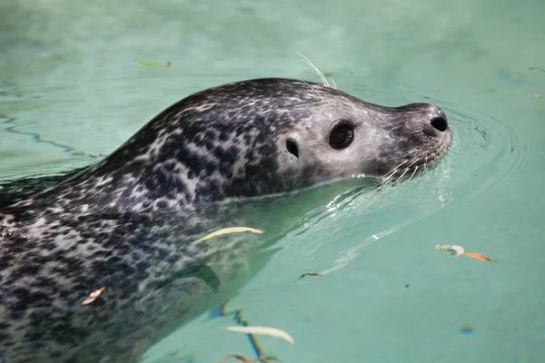 Sello del puerto (Phoca vitulina) — Foto de Stock