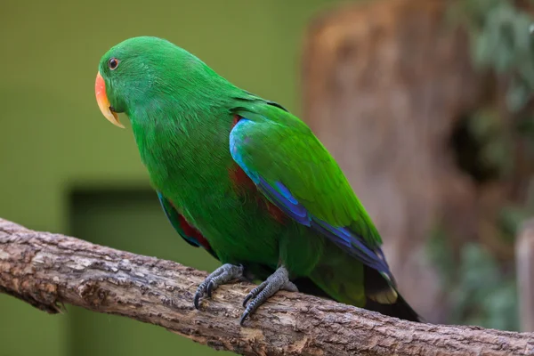 Eclectus papoušek (eclectus roratus). — Stock fotografie