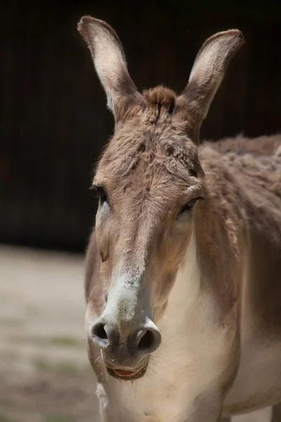 Oonagre persan (Equus hemionus onager) ) — Photo